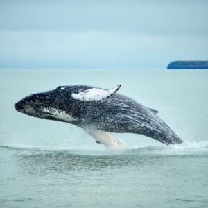 Humpback Whale (Megaptera novaeangliae) breaching near Husavik City in Iceland.